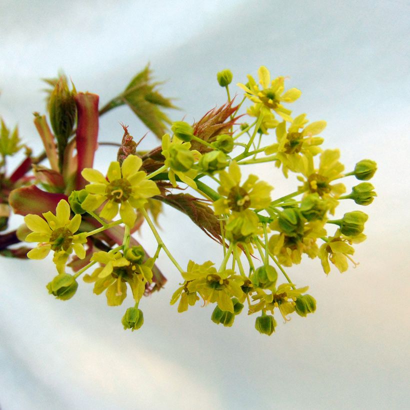 Acer platanoides Globosum - bolesdoorn (Flowering)