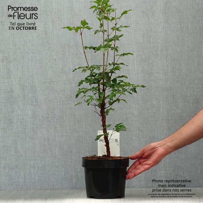 Exemplaar van Acer griseum - papieresdoorn Pot van 3 l/4 l zoals geleverd in de herfst