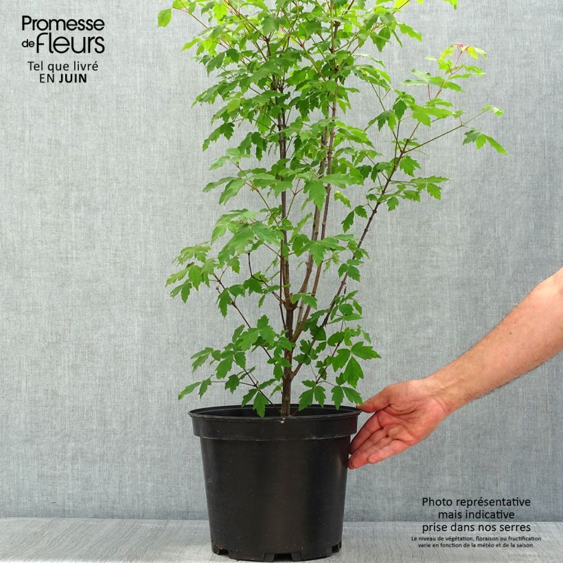 Exemplaar van Acer griseum - papieresdoorn Pot van 7,5 l/10 l zoals geleverd in de lente