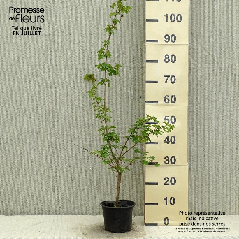 Exemplaar van Acer campestre - Veldesdoorn Pot van 2 l/3 l zoals geleverd in de zomer