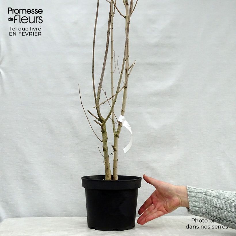 Example of Acer campestre - Veldesdoorn Pot van 4 l/5 l as you get in hiver