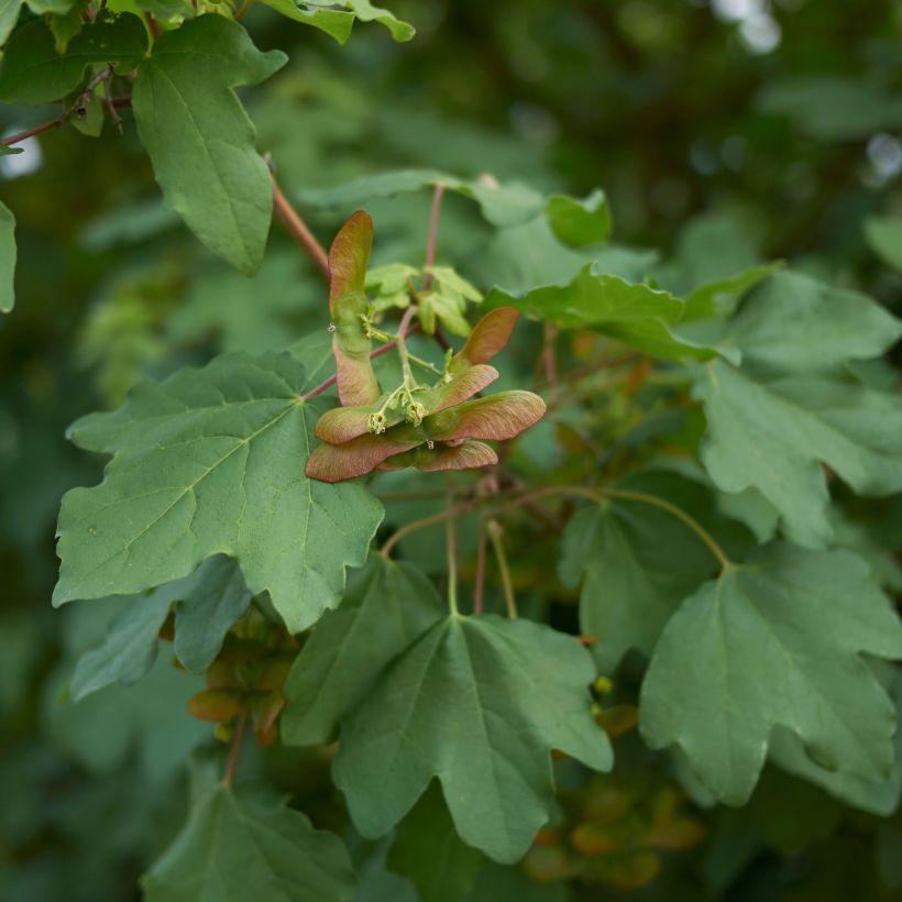 Acer campestre - Veldesdoorn (Blad)