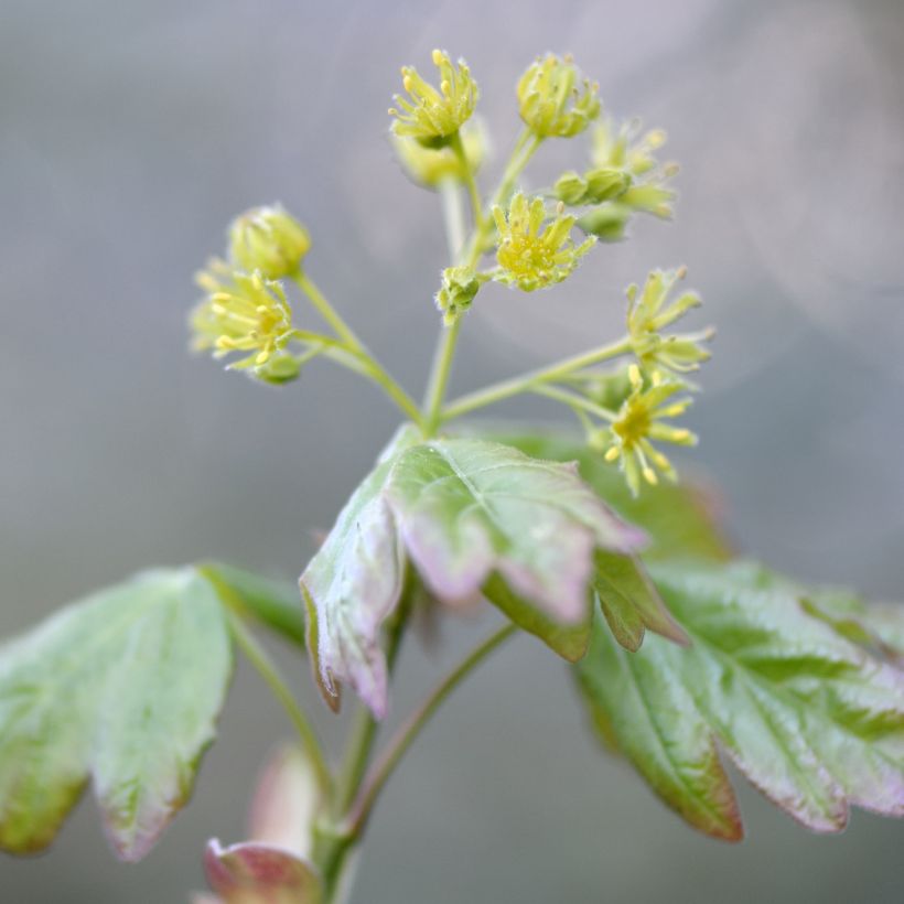 Acer campestre - Veldesdoorn (Bloei)