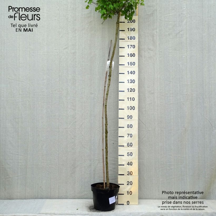 Exemplaar van Acer campestre Nanum - Dwergveldesdoorn Pot van 20 l/25 l, Stengel zoals geleverd in de lente