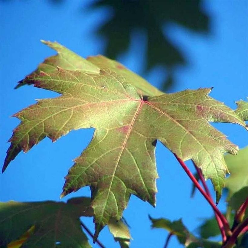 Acer x freemanii Autumn Blaze - Freeman esdoorn (Foliage)