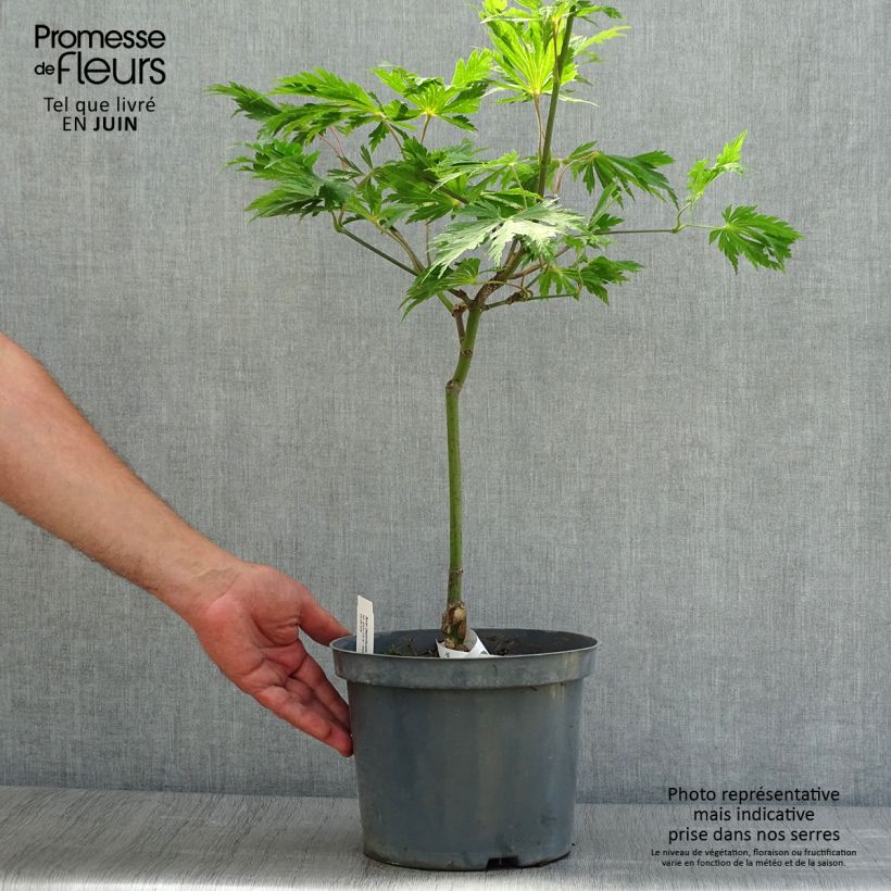 Exemplaar van Acer japonicum Aconitifolium - Japanse esdoorn Pot van 4 l/5 l zoals geleverd in de zomer