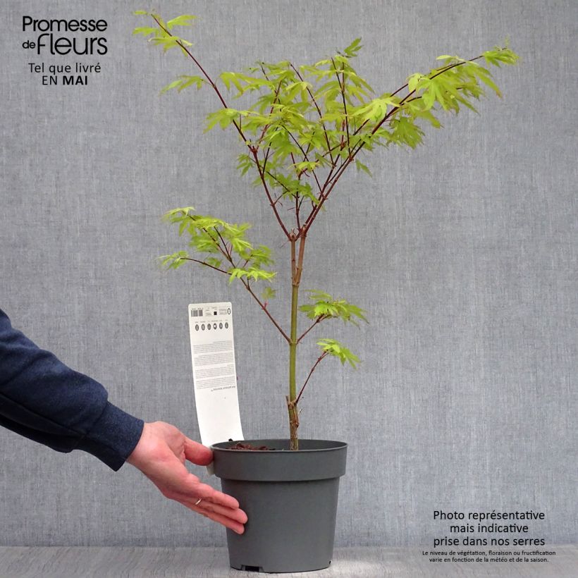 Example of Érable du Japon - Acer palmatum Anne Irene Pot van 2 l/3 l as you get in printemps