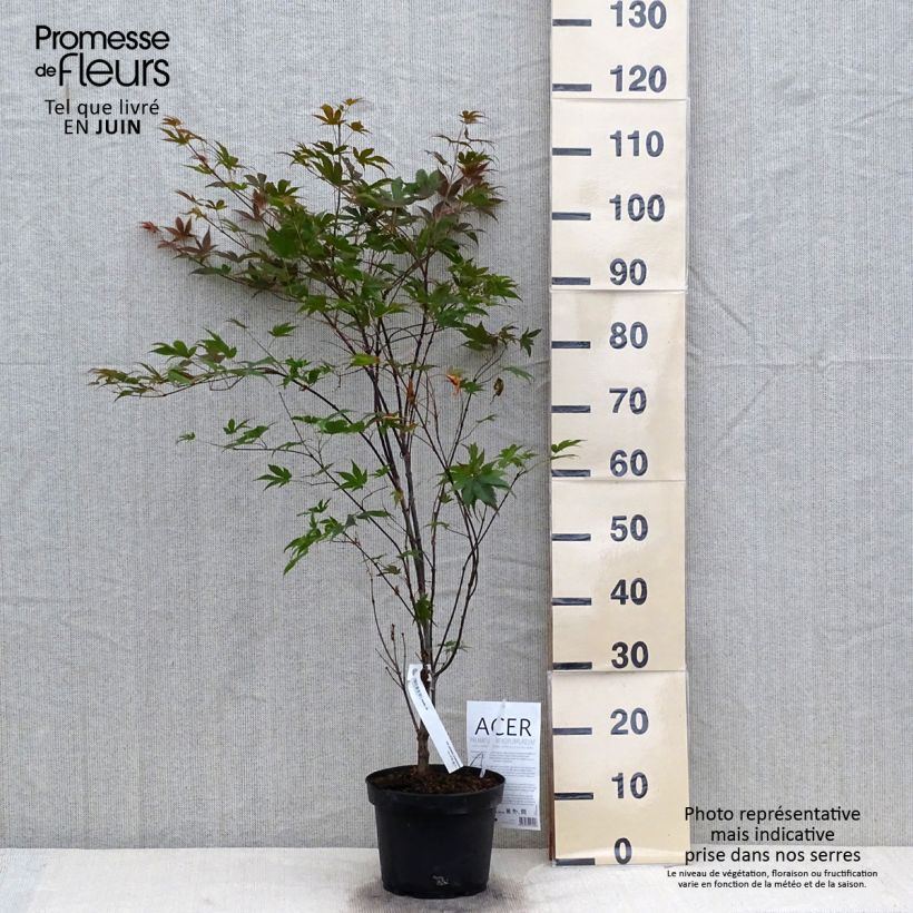 Exemplaar van Acer palmatum Atropurpureum - Japanse esdoorn Pot van 2 l/3 l zoals geleverd in de zomer