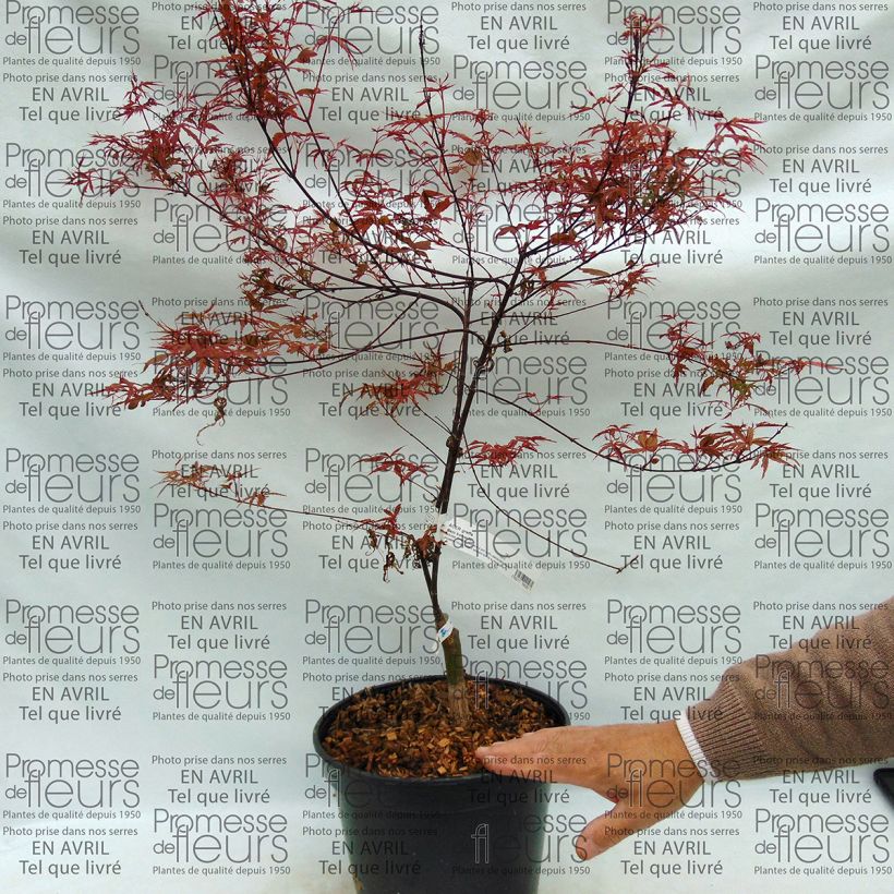 Example of Erable du Japon - Acer palmatum Beni Komachi Pot van 4 l/5 l as you get