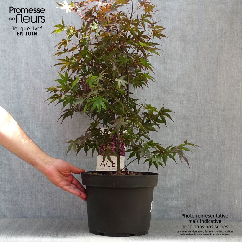 Exemplaar van Acer palmatum Bloodgood - Japanse esdoorn Pot van 7,5 l/10 l zoals geleverd in de zomer