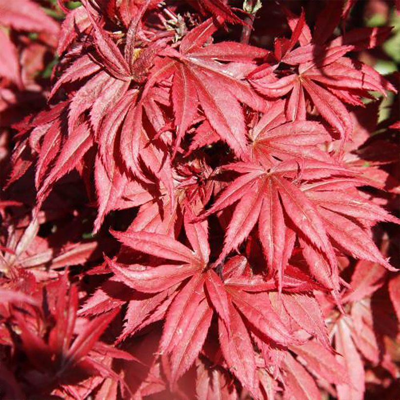 Acer palmatum Brandts Dwarf - Japanse esdoorn (Blad)