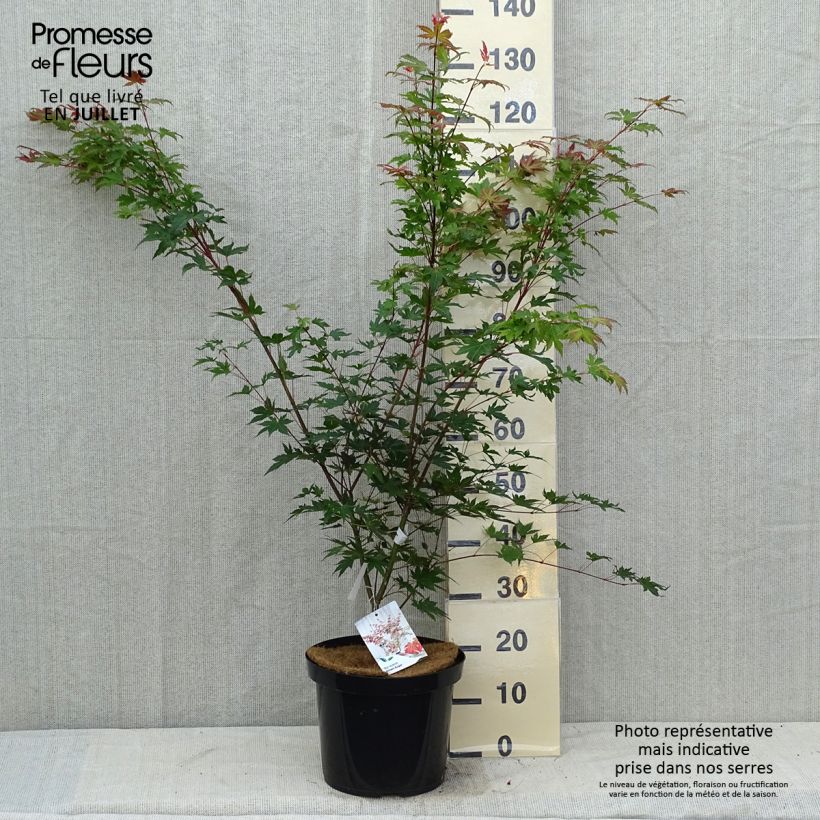 Exemplaar van Acer palmatum Brown Sugar - Japanse esdoorn Pot van 7,5 l/10 l zoals geleverd in de zomer