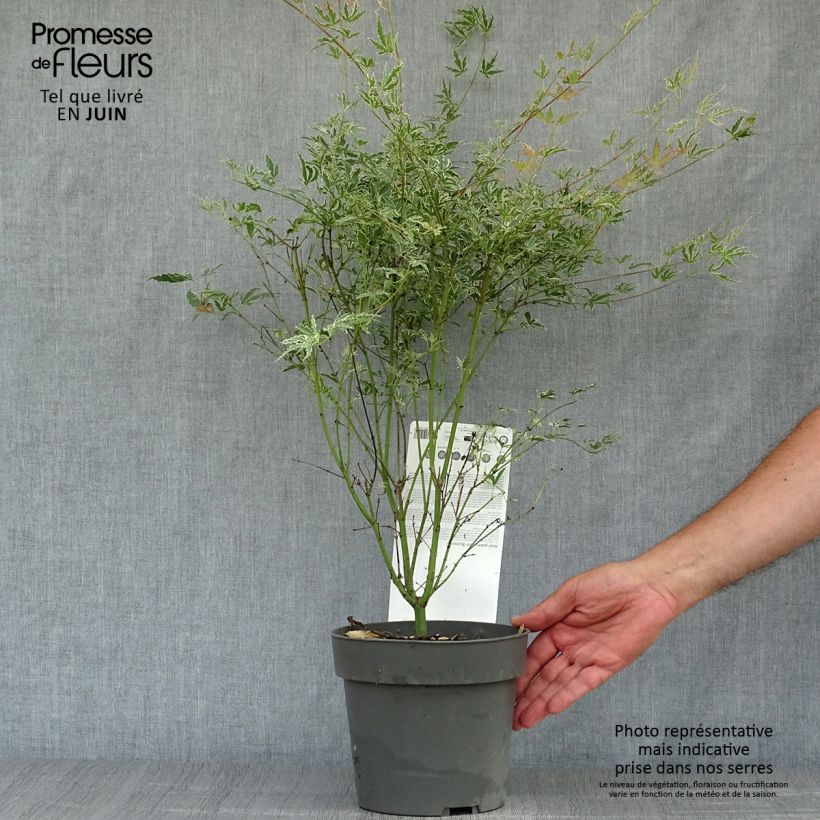 Exemplaar van Acer palmatum Butterfly - Japanse esdoorn Pot van 2 l/3 l zoals geleverd in de zomer