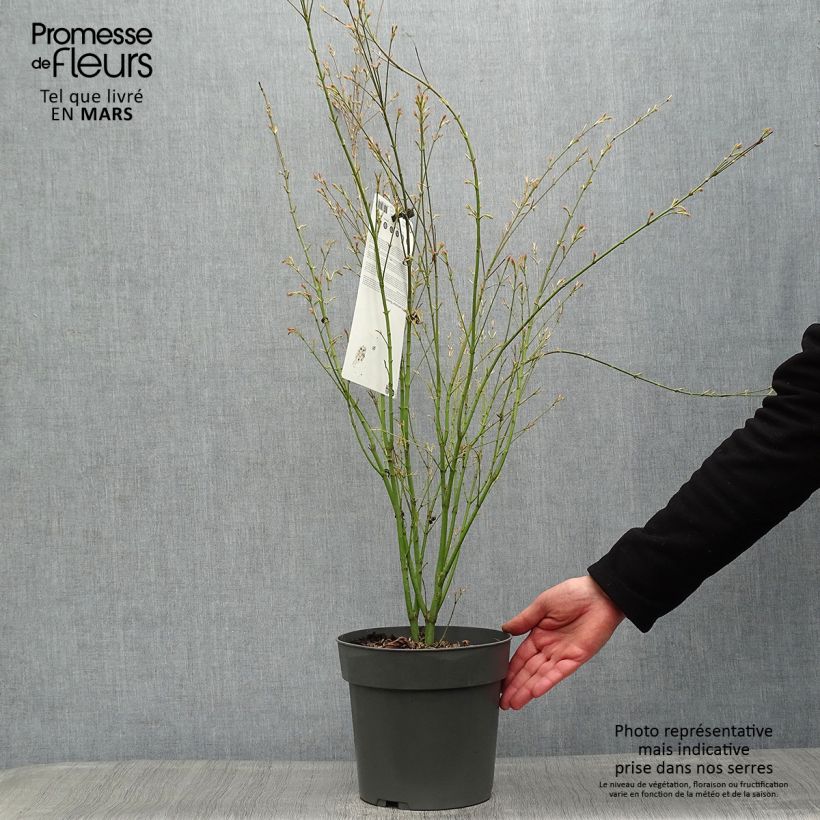 Exemplaar van Acer palmatum Butterfly - Japanse esdoorn Pot van 4 l/5 l zoals geleverd in de lente