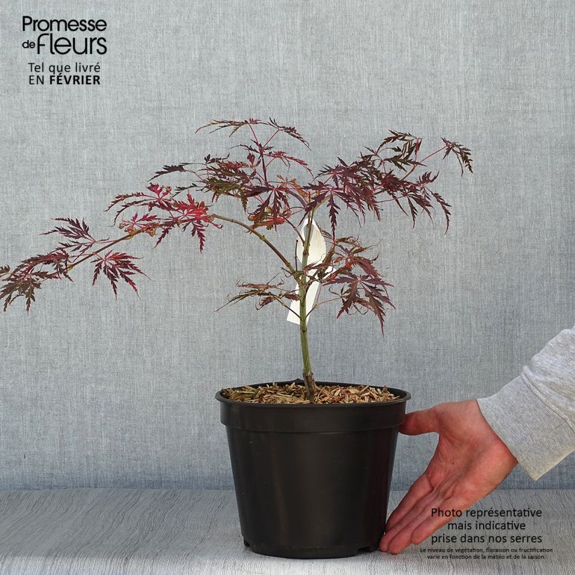 Exemplaar van Acer palmatum var. dissectum Crimson Queen - Japanse esdoorn Pot van 2 l/3 l zoals geleverd in de herfst