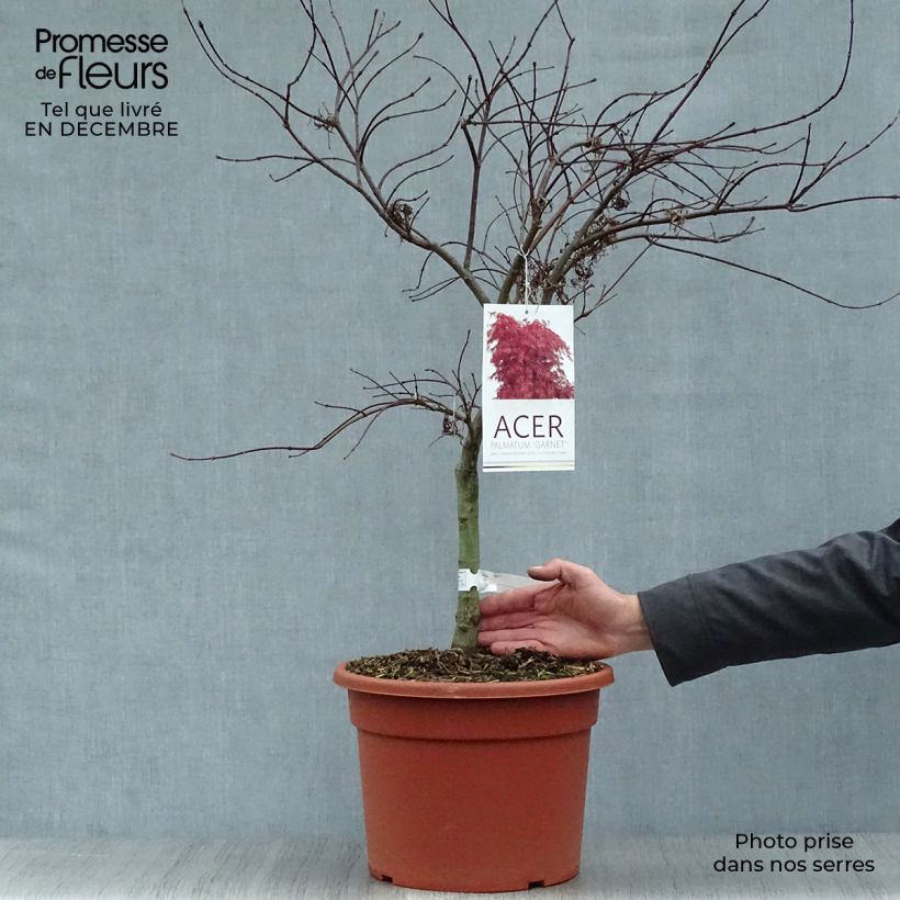 Example of Érable du Japon - Acer palmatum Dissectum Garnet Pot van 6 l/7 l as you get in hiver