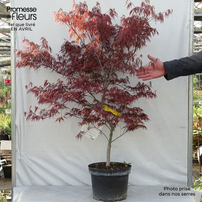 Exemplaar van Acer palmatum Dissectum Garnet - Japanse esdoorn Pot van 6 l/7 l zoals geleverd in de lente