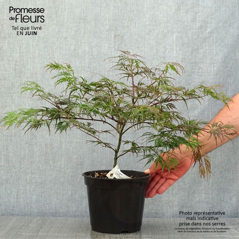Exemplaar van Acer palmatum Dissectum Garnet - Japanse esdoorn Pot van 3 l/4 l zoals geleverd in de zomer