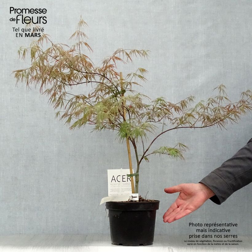 Exemplaar van Acer palmatum Dissectum Garnet - Japanse esdoorn Pot van 3 l/4 l zoals geleverd in de lente