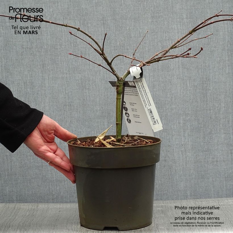 Exemplaar van Acer palmatum Dissectum Tamukeyama - Japanse esdoorn Pot van 4 l/5 l zoals geleverd in de lente