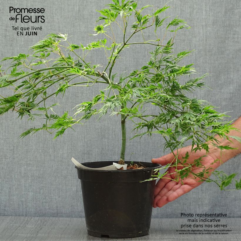 Exemplaar van Acer palmatum Dissectum - Japanse esdoorn Pot van 3 l/4 l zoals geleverd in de zomer