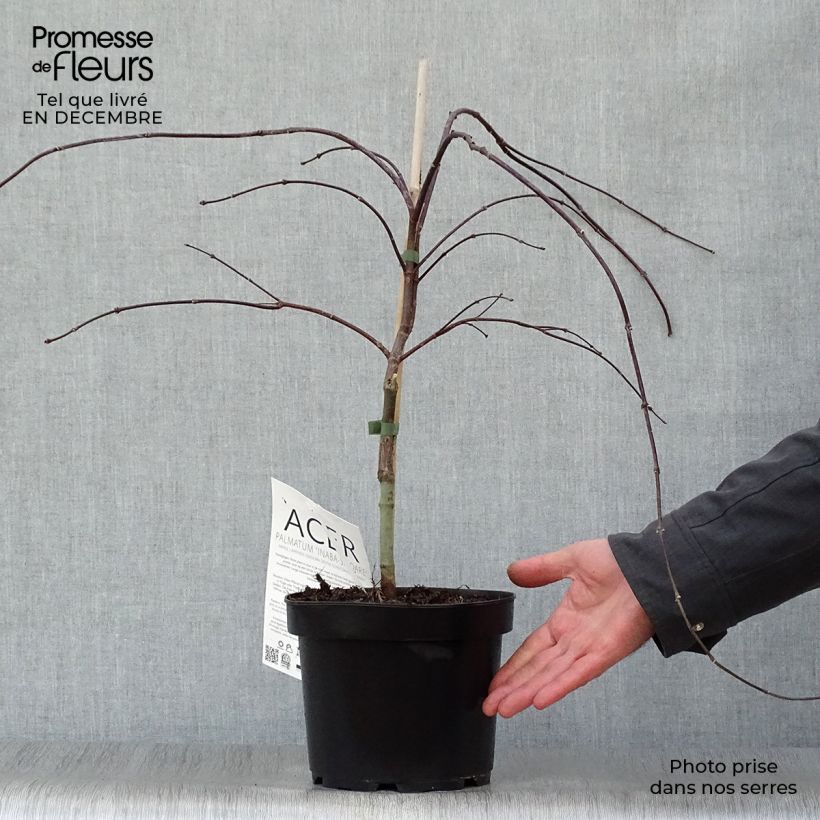 Example of Erable du Japon - Acer palmatum Inaba-Shidare Pot van 3 l/4 l as you get in hiver