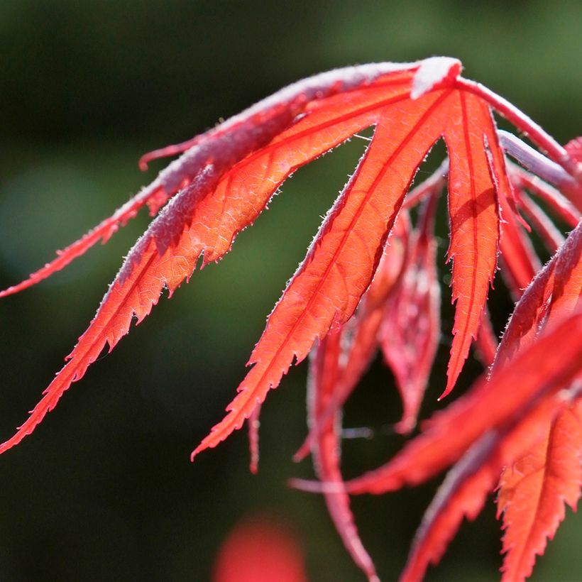 Acer palmatum Inaba-Shidare - Japanse esdoorn (Blad)