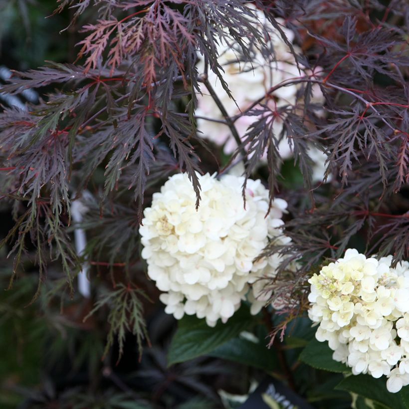 Acer palmatum Inaba-Shidare - Japanse esdoorn (Groeiplaats)