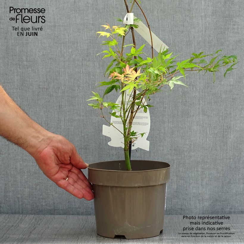 Exemplaar van Acer palmatum Katsura - Japanse esdoorn Inhoud 7,5 l / 10 l zoals geleverd in de zomer