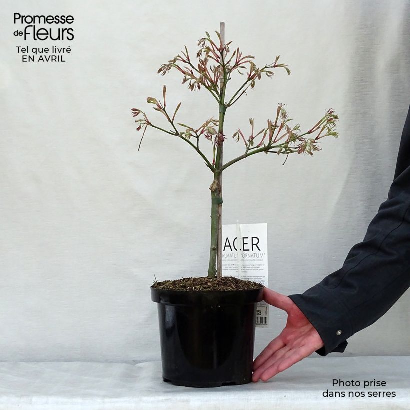 Exemplaar van Acer palmatum Dissectum Ornatum - Japanse esdoorn Pot van 4 l/5 l zoals geleverd in de lente