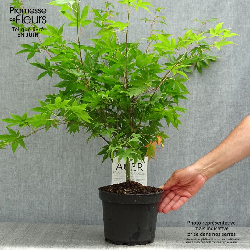 Exemplaar van Acer palmatum Osakazuki - Japanse esdoorn Pot van 3 l/4 l zoals geleverd in de zomer