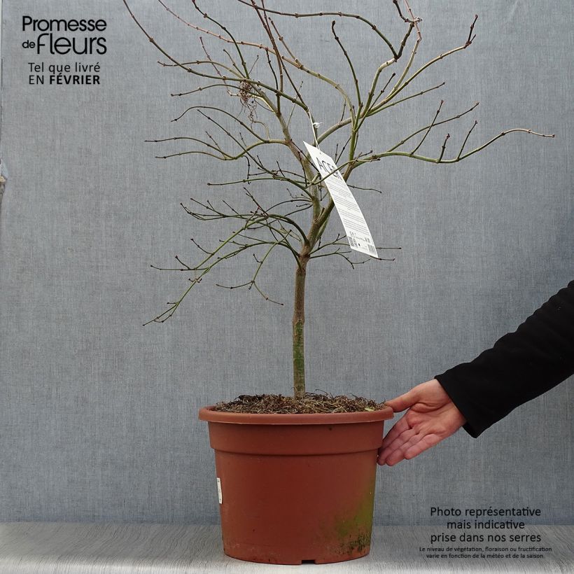 Example of Acer palmatum Osakazuki - Japanse esdoorn Pot van 3 l/4 l as you get in hiver