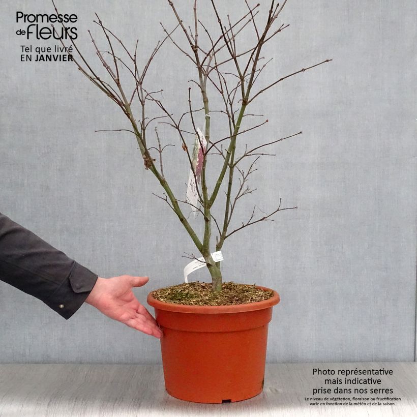 Example of Acer palmatum Osakazuki - Japanse esdoorn Pot van 7,5 l/10 l as you get in hiver