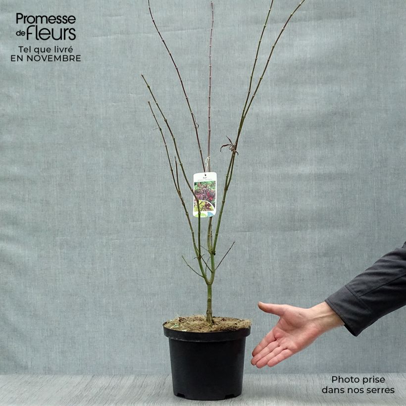 Exemplaar van Acer palmatum Red Pygmy - Japanse esdoorn Pot van 3 l/4 l zoals geleverd in de herfst