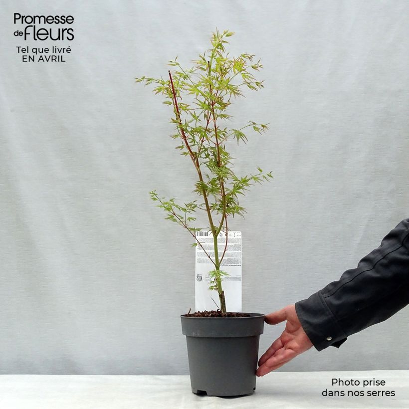 Exemplaar van Acer palmatum Sangokaku Senkaki - Japanse esdoorn Pot van 2 l/3 l zoals geleverd in de lente
