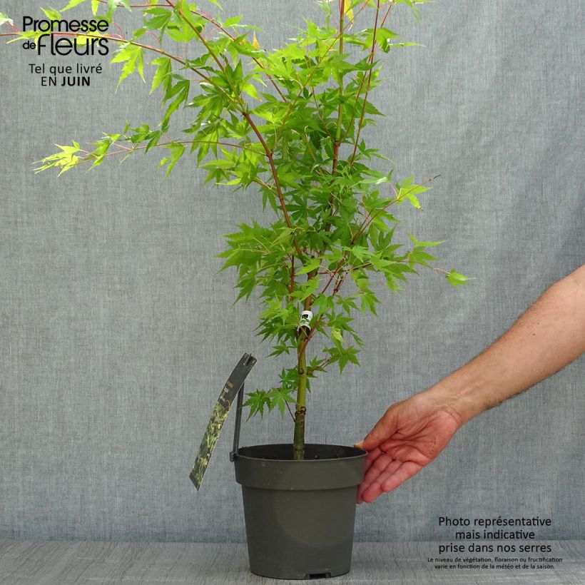 Exemplaar van Acer palmatum Sangokaku Senkaki - Japanse esdoorn Pot van 2 l/3 l zoals geleverd in de zomer