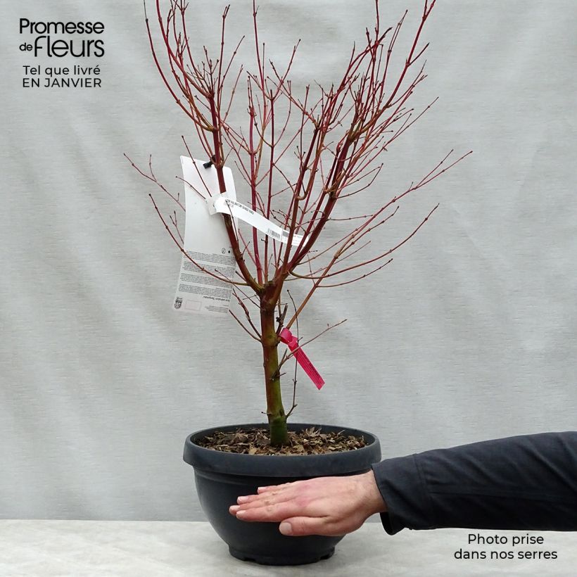Example of Acer palmatum Sangokaku Senkaki - Japanse esdoorn Pot van 6 l/7 l as you get in hiver