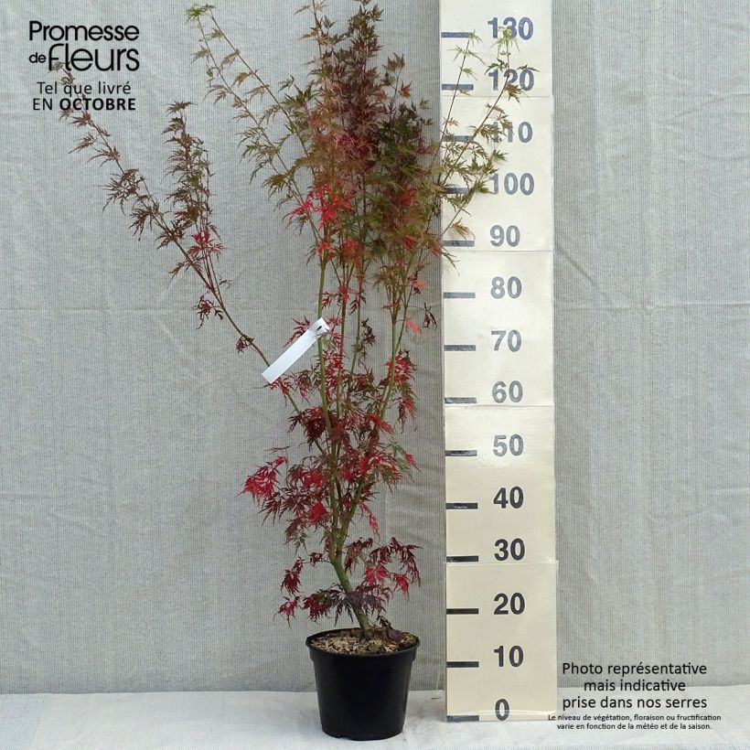 Exemplaar van Acer palmatum Seiryu - Japanse esdoorn Pot van 3 l/4 l zoals geleverd in de herfst