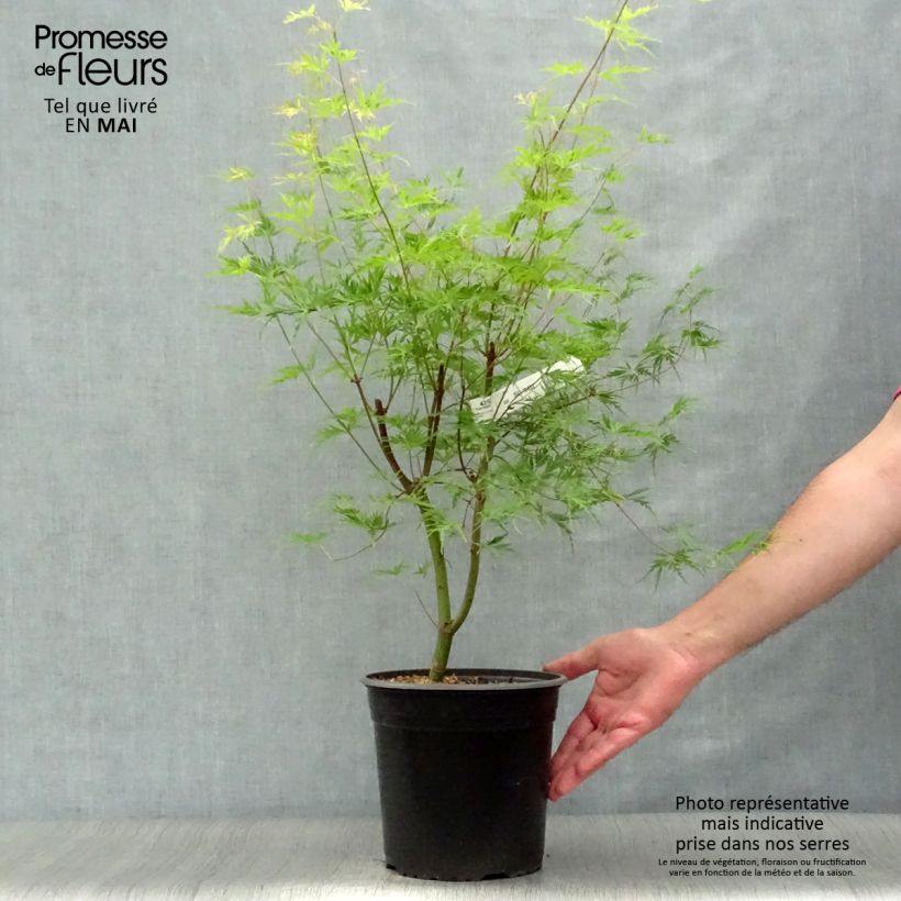 Exemplaar van Acer palmatum Seiryu - Japanse esdoorn Pot van 3 l/4 l zoals geleverd in de lente