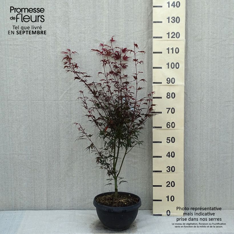 Exemplaar van Acer palmatum Shaina - Japanse esdoorn Pot van 6 l/7 l zoals geleverd in de zomer