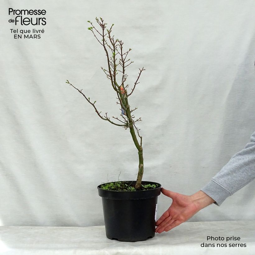 Exemplaar van Acer palmatum Shishigashira - Japanse esdoorn Pot van 7,5 l/10 l zoals geleverd in de lente