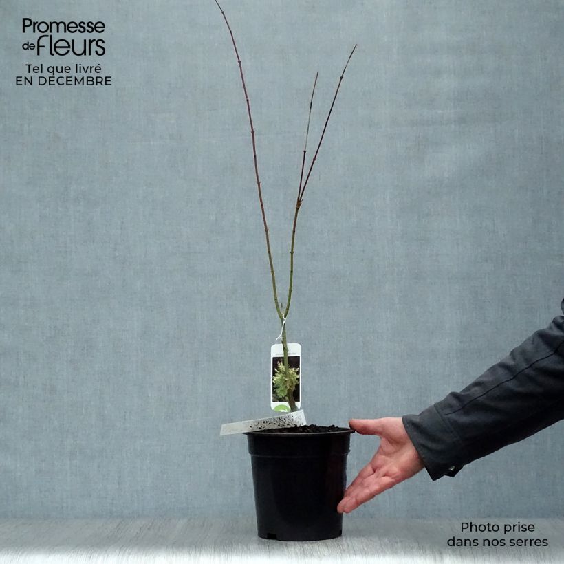 Example of Erable du Japon - Acer palmatum Summer Gold Pot van 3 l/4 l as you get in hiver