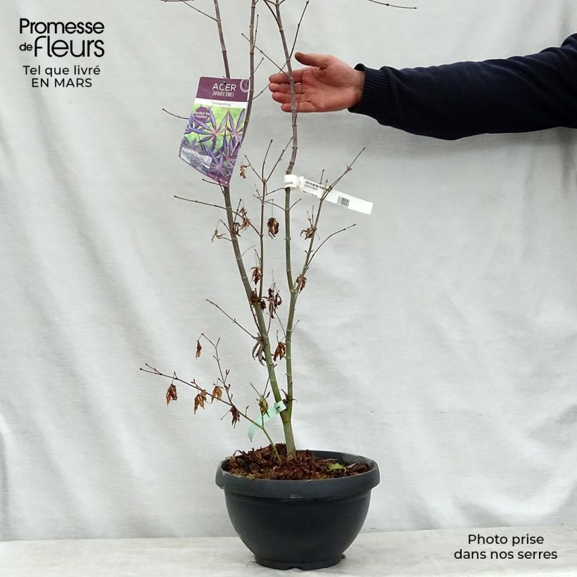 Exemplaar van Acer palmatum Trompenburg - Japanse esdoorn Pot van 6 l/7 l zoals geleverd in de lente