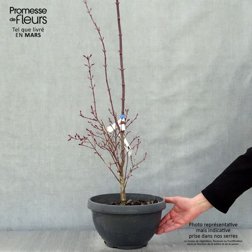 Exemplaar van Acer palmatum Twomblys Red Sentinel - Japanse esdoorn Inhoud 7,5 l / 10 l zoals geleverd in de lente