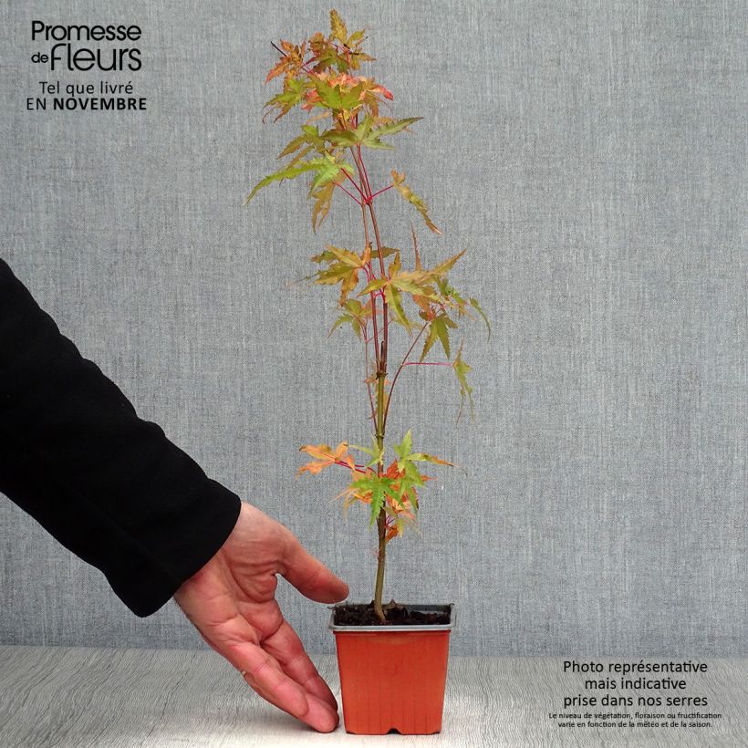 Exemplaar van Acer palmatum - Japanse esdoorn Kweekpotje van 8/9 cm zoals geleverd in de herfst