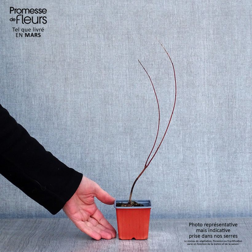 Example of Acer palmatum - Japanse esdoorn Kweekpotje van 8/9 cm as you get in hiver