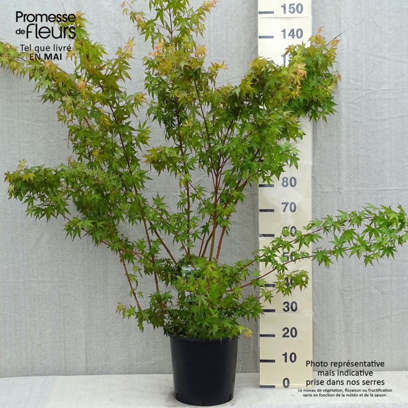 Exemplaar van Acer palmatum - Japanse esdoorn Pot van 7,5 l/10 l zoals geleverd in de lente