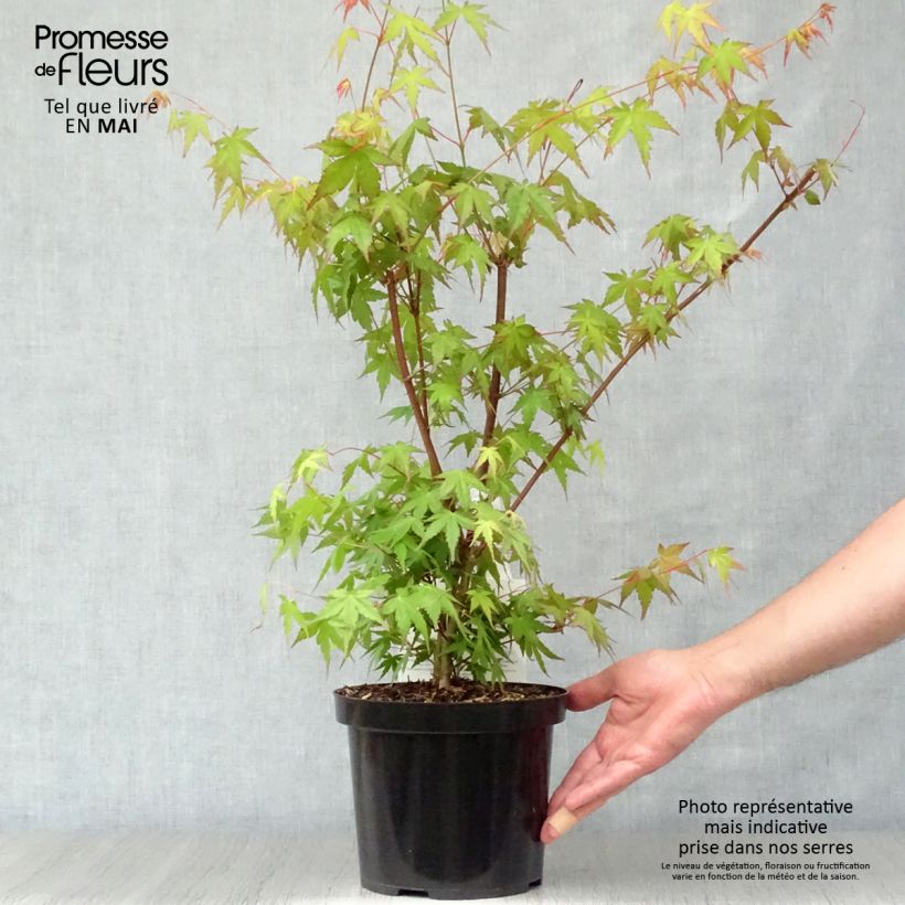 Exemplaar van Acer palmatum - Japanse esdoorn Pot van 3 l/4 l zoals geleverd in de lente