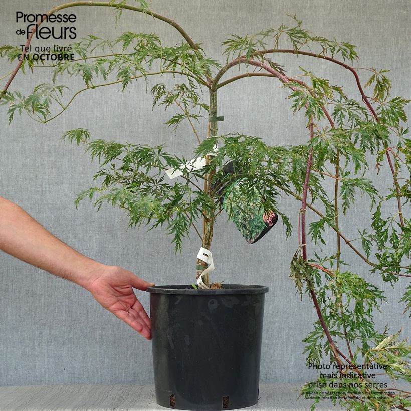 Exemplaar van Acer x pseudosieboldianum Ice Dragon IslID - Japanse esdoorn Pot van 12 l/15 l zoals geleverd in de herfst