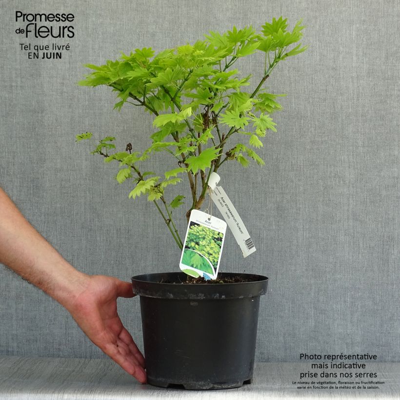 Exemplaar van Érable du Japon - Acer shirasawanum Aureum Pot de 3L/4L zoals geleverd in de zomer